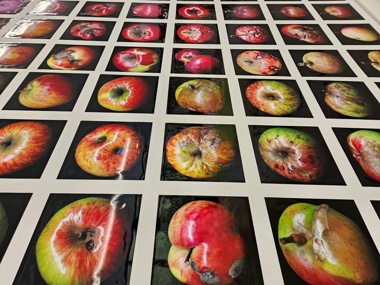 20250930 Obstsortenaustellung GMI