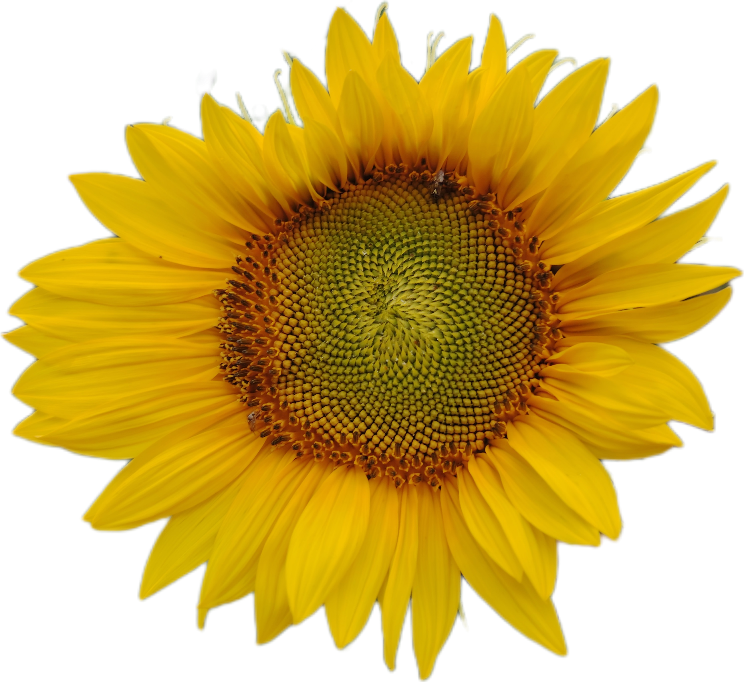 Sonnenblume Sticker