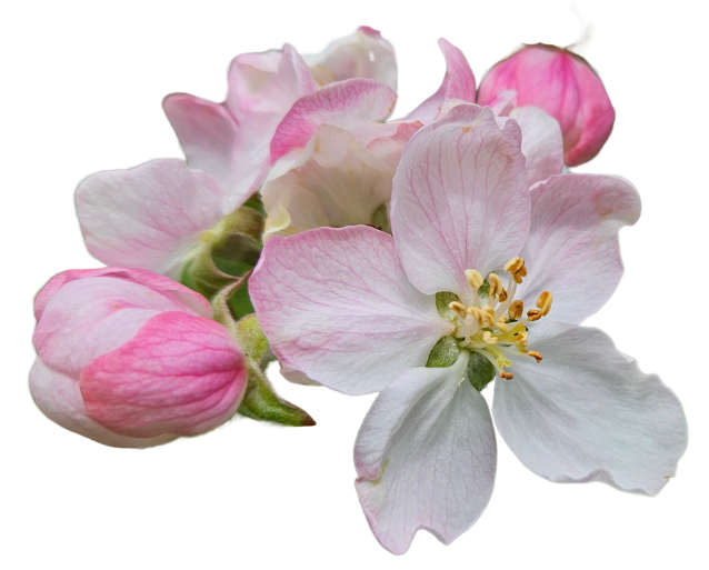 Obstblute
