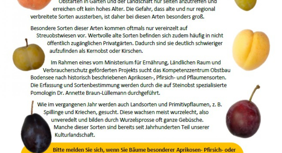 Alte Steinobstsorten weiterhin gesucht!