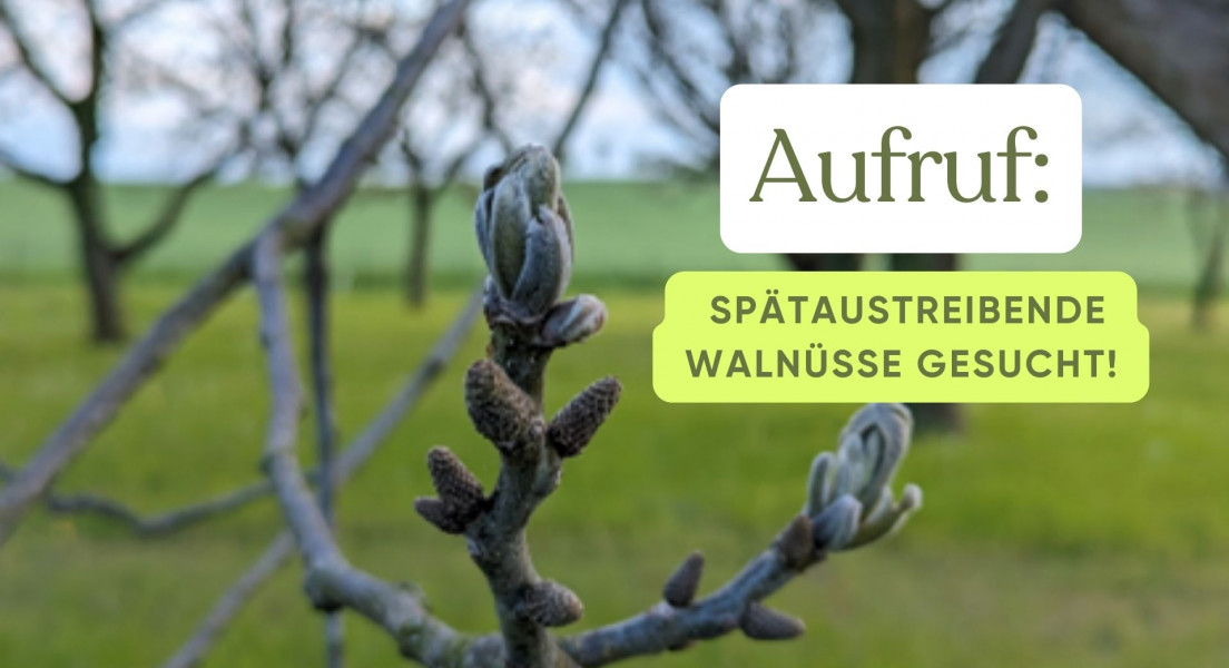 „Aufruf: Spätaustreibende Walnüsse gesucht!