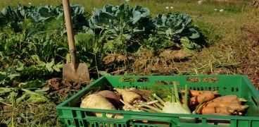 Alten Gemüsesorten auf der Spur! Aktion Sortendetektive
