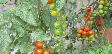 10. Obst- und Gartentag - Hybridveranstaltung